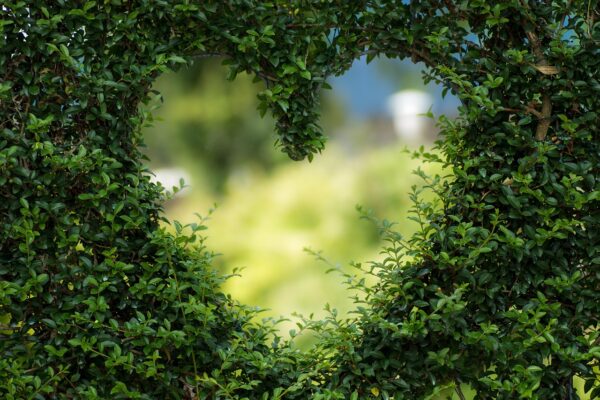 valentines day background, wallpaper hd, 4k wallpaper, heart, cool backgrounds, nature, free wallpaper, leaves, foliage, full hd wallpaper, garden, bush, beautiful wallpaper, mac wallpaper, laptop wallpaper, heart shape, love, 4k wallpaper 1920x1080, romance, plants, background, zoom background, green background, green heart, windows wallpaper, free background, wallpaper 4k, hd wallpaper, desktop backgrounds, green plants