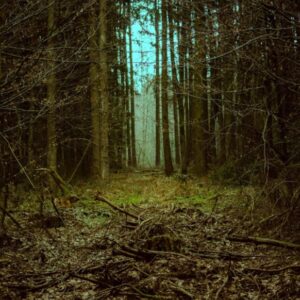 BOSQUE MAGICO