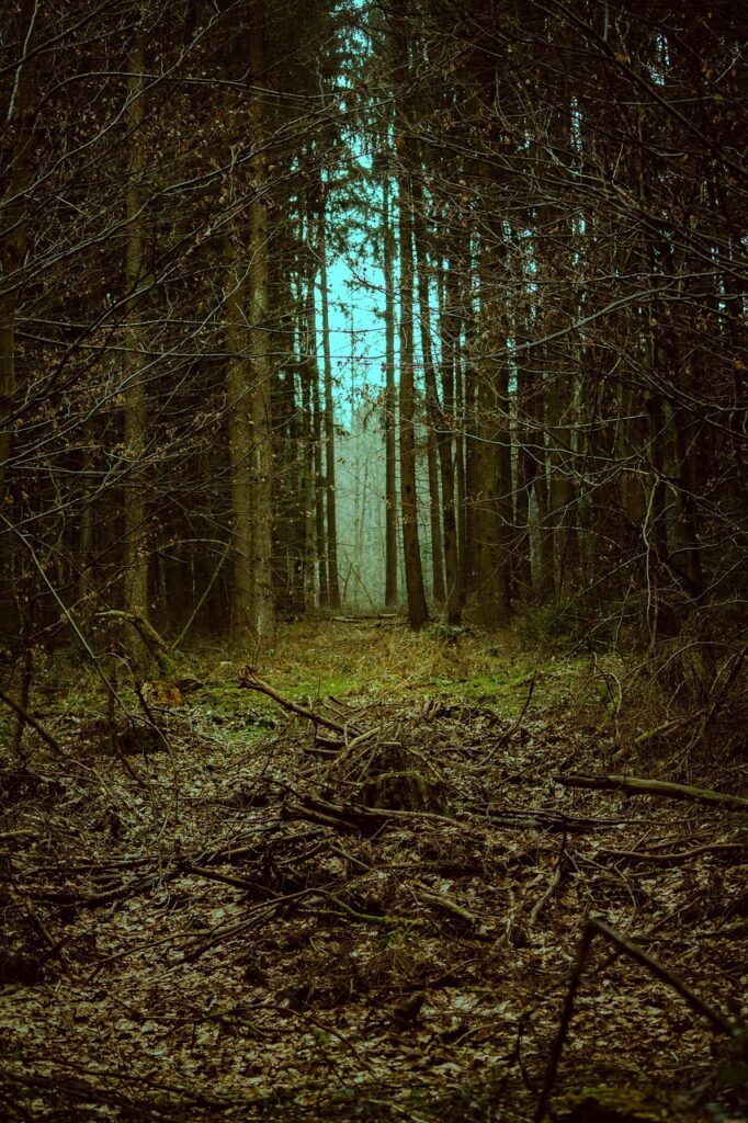 forest, gate, landscape, mystical, fantasy, path, fairytale, trail, nature, fairy tale world, fall, old, passage, entrance